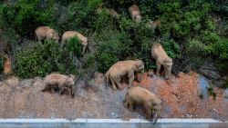 Aerial photo taken on May 28, 2021 shows a herd of wild Asian elephants in Eshan County, Yuxi City, southwest China's Yunnan Province. Authorities are tracking 15 wild Asian elephants in southwest China's Yunnan Province as the herd migrates northward.   The elephants are now wandering in the county of Eshan, following a long journey from the province's southmost prefecture starting from April 16. They are currently less than 50 km away from the provincial capital Kunming, the provincial forestry and grassland administration said.   Monitoring images show that the herd includes six female adult elephants, three male adults, three sub-adults, and three cubs.(Photo by Hu Chao/Xinhua via Getty Images)