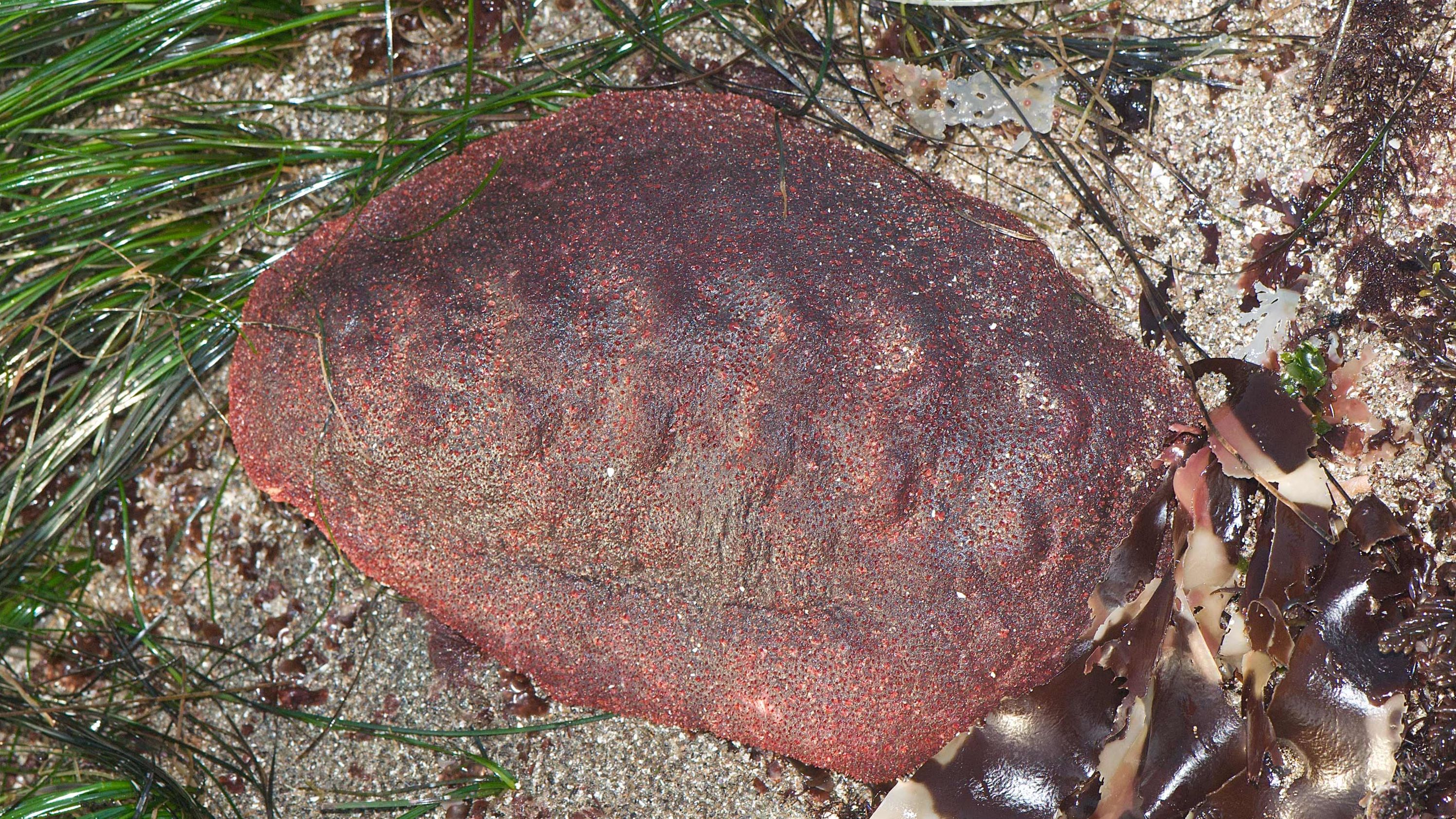 This particular type of mollusk called a chiton has been dubbed a "wandering meatloaf."
