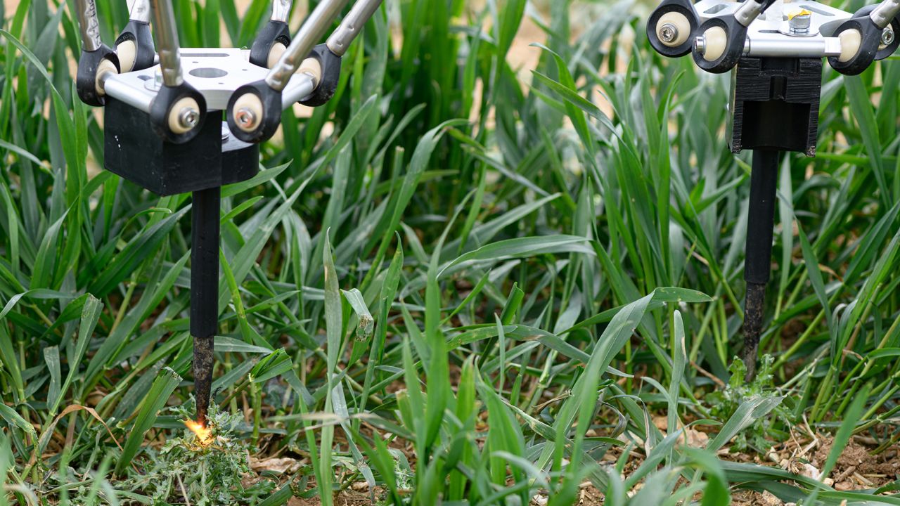 The robot zapping weeds with electricity.