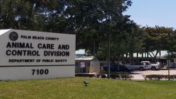 Palm Beach County Animal Care and Control says a man beat and kicked an iguana multiple times on September 2, 2020. 