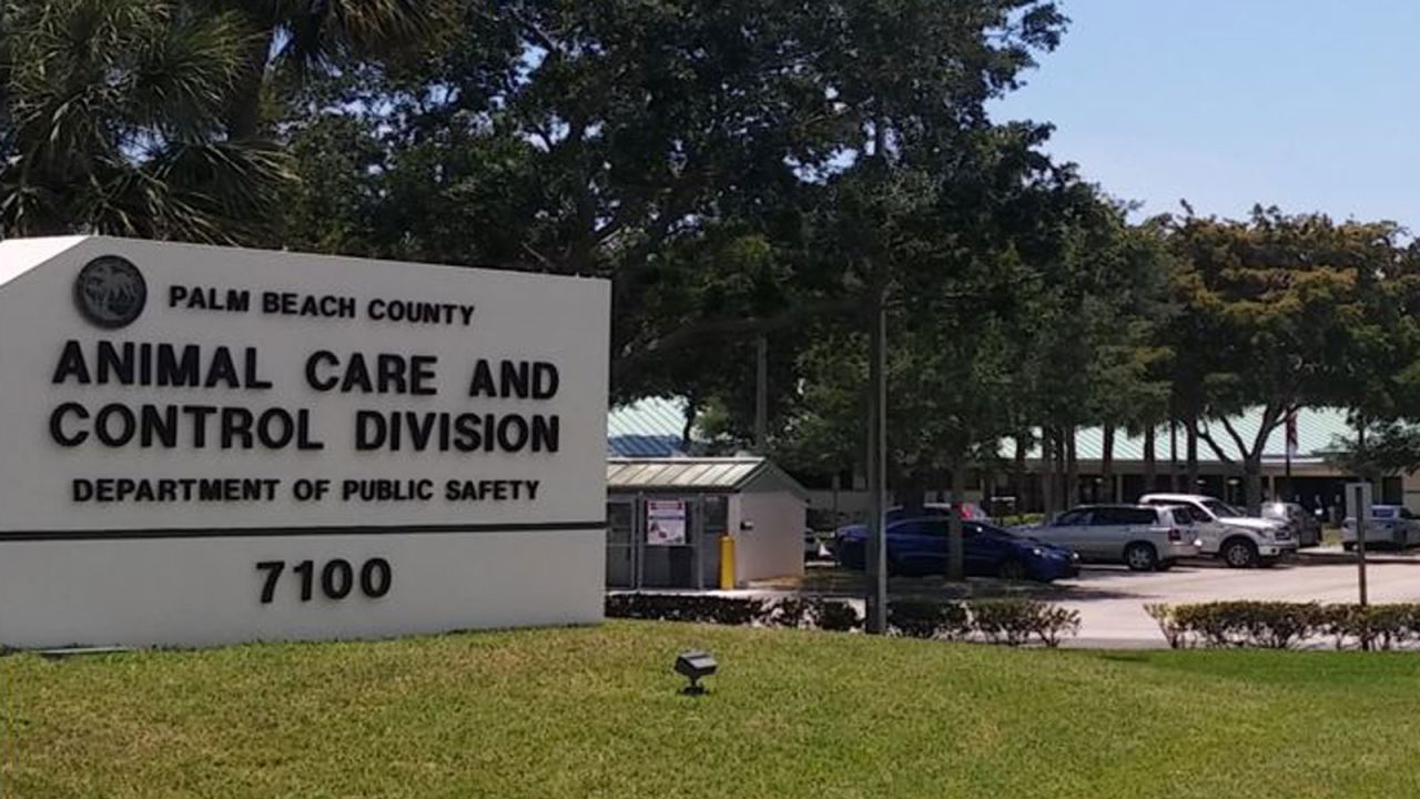The iguana died as Palm Beach County Animal Care and Control was transporting it to be euthanized, according to the affidavit.