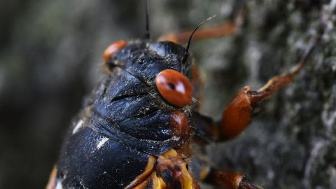 A Brood X cicada clinging to a tree.