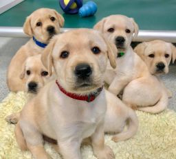 A few of the 375  puppies who participated in the research. Most were Labrador retrievers, golden retrievers or a lab-golden mix