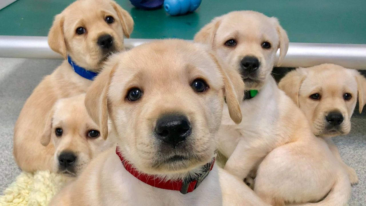 Tram Ezel De schuld geven Puppies are born ready to interact with people, study finds | CNN