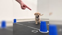 An 8-week-old puppy follows a human gesture toward a treat under a cup.