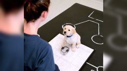 This puppy is highly focused on the researcher while she uses "dog directed speech" or baby-talk.