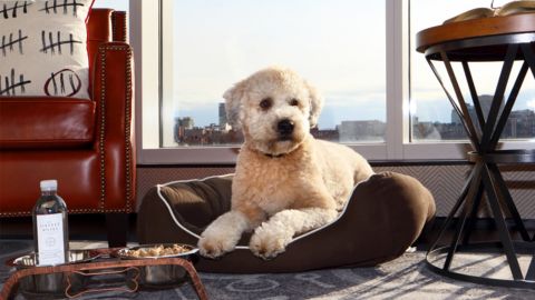 At Liberty, a Luxury Collection Hotel, you and your pet can join "Yappier Hour" on the patio of the hotel's restaurant.