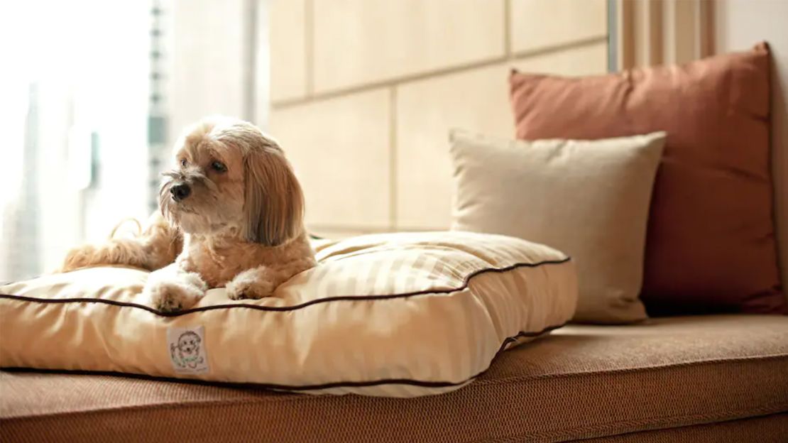 Dogs receive a plush dog bed and chew toys when checking in at The Lodge at Spruce Peak.