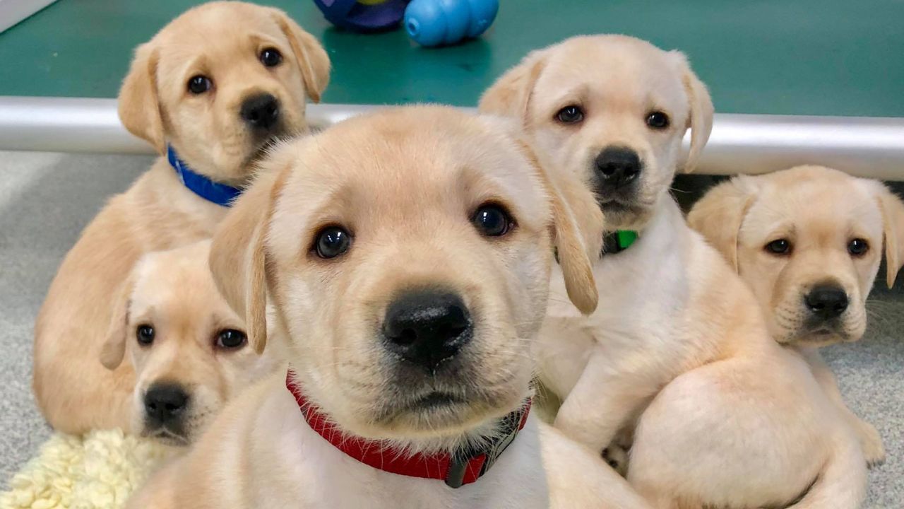Of the 375 puppies who participated in the research, most were Labrador retrievers, golden retrievers or a lab-golden mix.