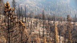 SPRINGVILLE, CA - OCTOBER 29: 50- to 70-year-old conifers turned into black sticks, along Highway 190 near the fire-ravaged mountainside of the McIntyre Grove, one of the monument areas hardest hit by the Castle fire. George Powell, Sequoia National Forest ecosystem manager said "To us, this is atypical that we'd have areas that burned so severely and were so large in size," said Powell. Giant Sequoia National Monument on Thursday, Oct. 29, 2020 in Springville, CA. (Al Seib / Los Angeles Times