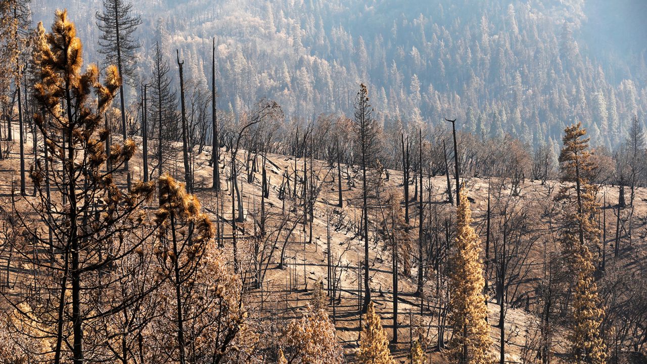 One of areas of California's Giant Sequoia National Forest hardest hit by the Castle Fire is pictured in October 2020. 