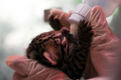 An 11-day-old ocelot is fed by a veterinarian at a zoo in Guatemala City on Monday, May 31.