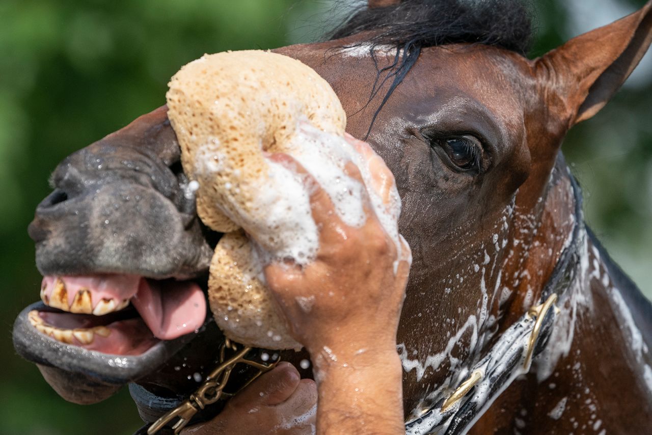Rombauer, a horse that will compete this weekend in the Belmont Stakes, is washed before a training run in Elmont, New York, on Wednesday, June 2.
