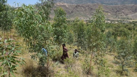 In this picture take on May 17, 2018, Khyber Pakhtunkhwa forest department guards walk in a tree plantation in Heroshah District in northwest Pakistan.