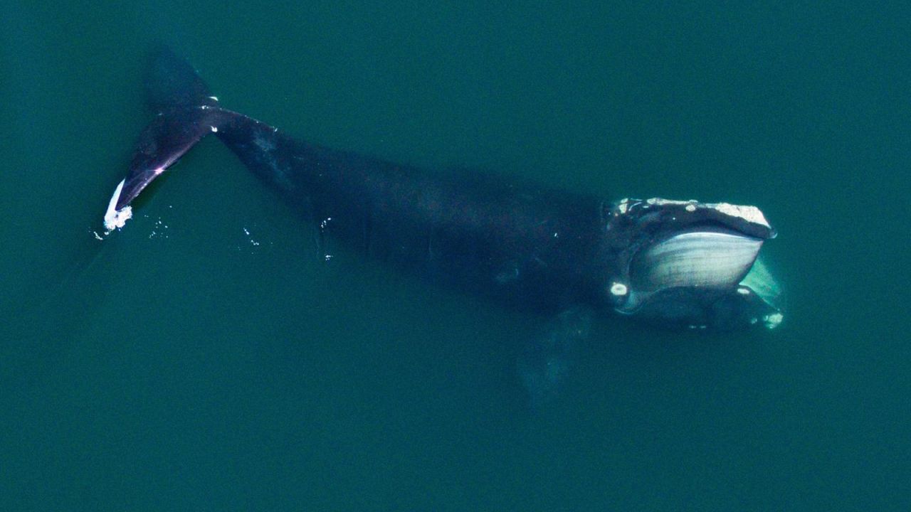 Changing ocean conditions that affect prey availability could also be playing a role in the decreasing body lengths of North Atlantic right whales.