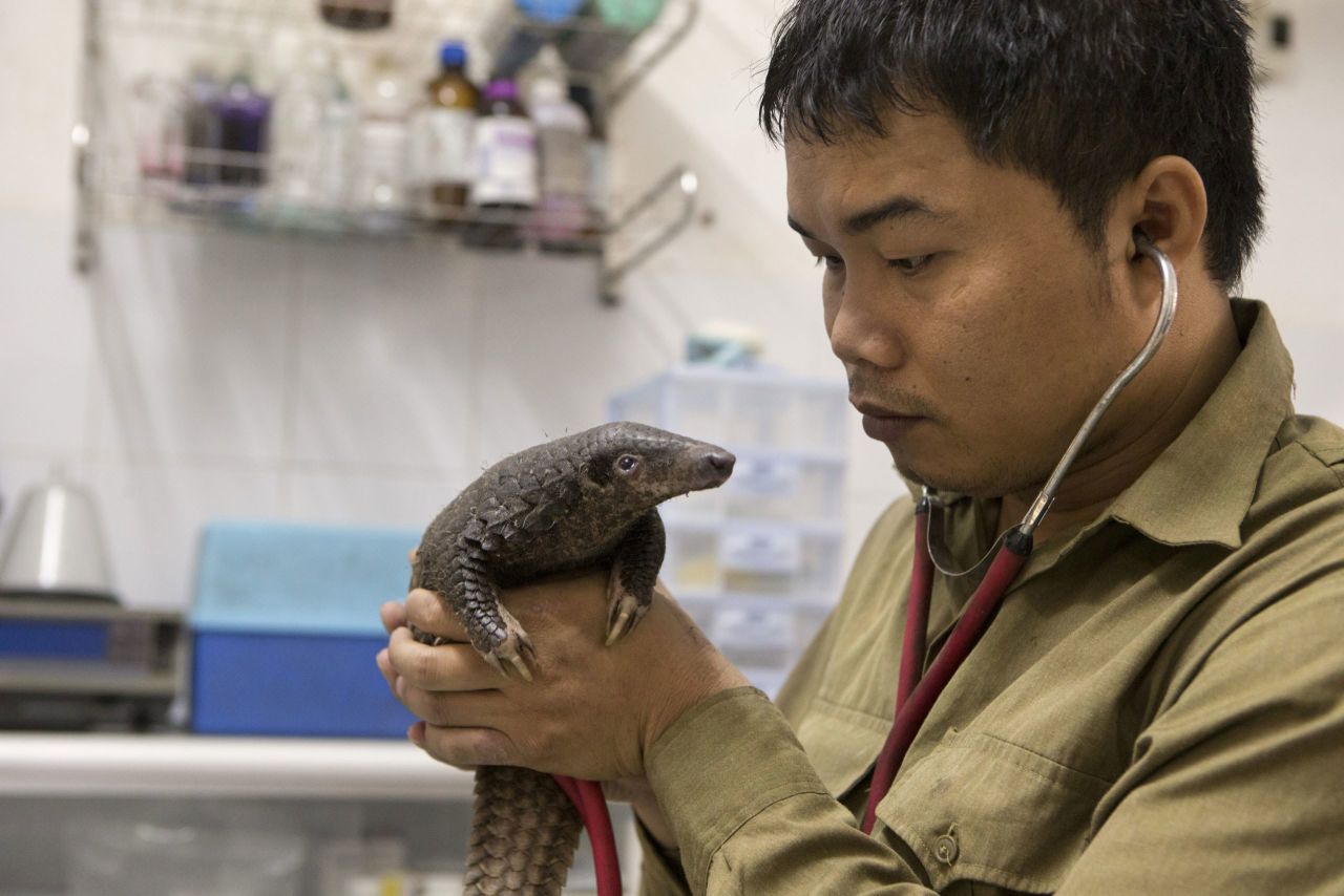 The pangolin is the only scaled mammal in the world, and the world's most trafficked mammal. Thai Van Nguyen, a Vietnamese conservationist, has been awarded the Goldman Environmental Prize for his contributions to pangolin conversation in Southeast Asia. Nguyen examines a rescued three-month-old Sunda pangolin at a rescue center he established in Vietnam.