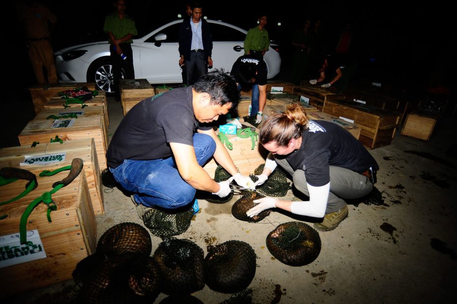 Save Vietnam's Wildlife has close links with Vietnamese law enforcement, from police and forest rangers to customs officials. Many pangolins are rescued through these channels. Nguyen's team also provides intelligence and on-the-ground support for government raids.