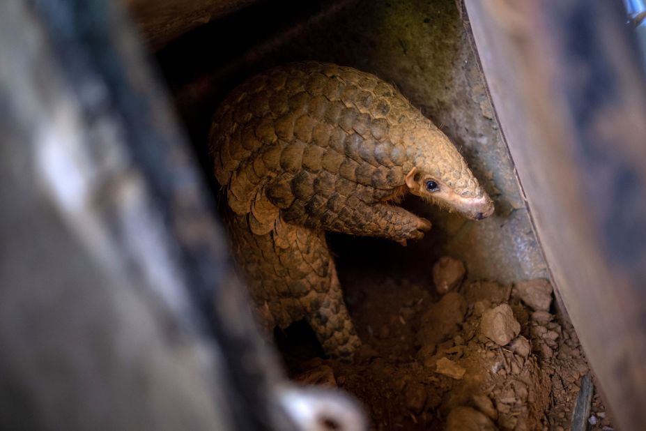 "One person or one organization cannot change everything, cannot save the pangolin," says Nguyen. "But if everyone takes action together, we can save the species from extinction."