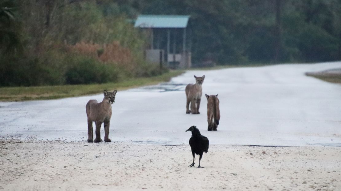 Ezra Van had a rare encounter with Florida panthers in January at Fakahatchee Strand Preserve State Park.
