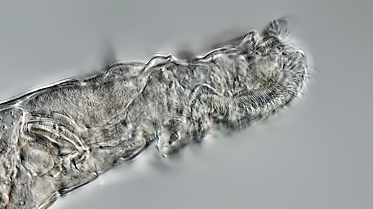 This is a side view of a rotifer that survived 24,000 years frozen in Arctic permafrost. 