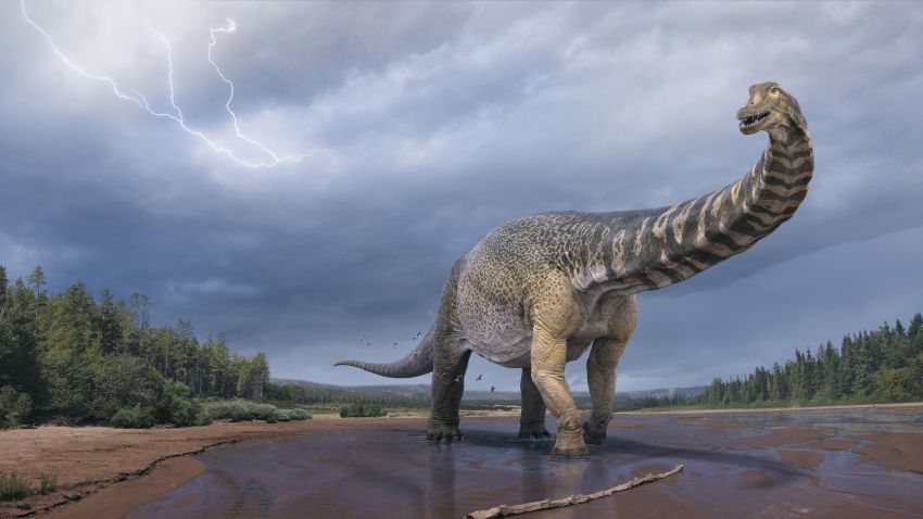 largest dinosaur in Australia