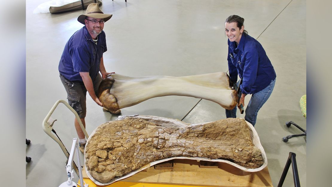 Bones of the Australotitan cooperensis, the largest dinosaur found in Australia.