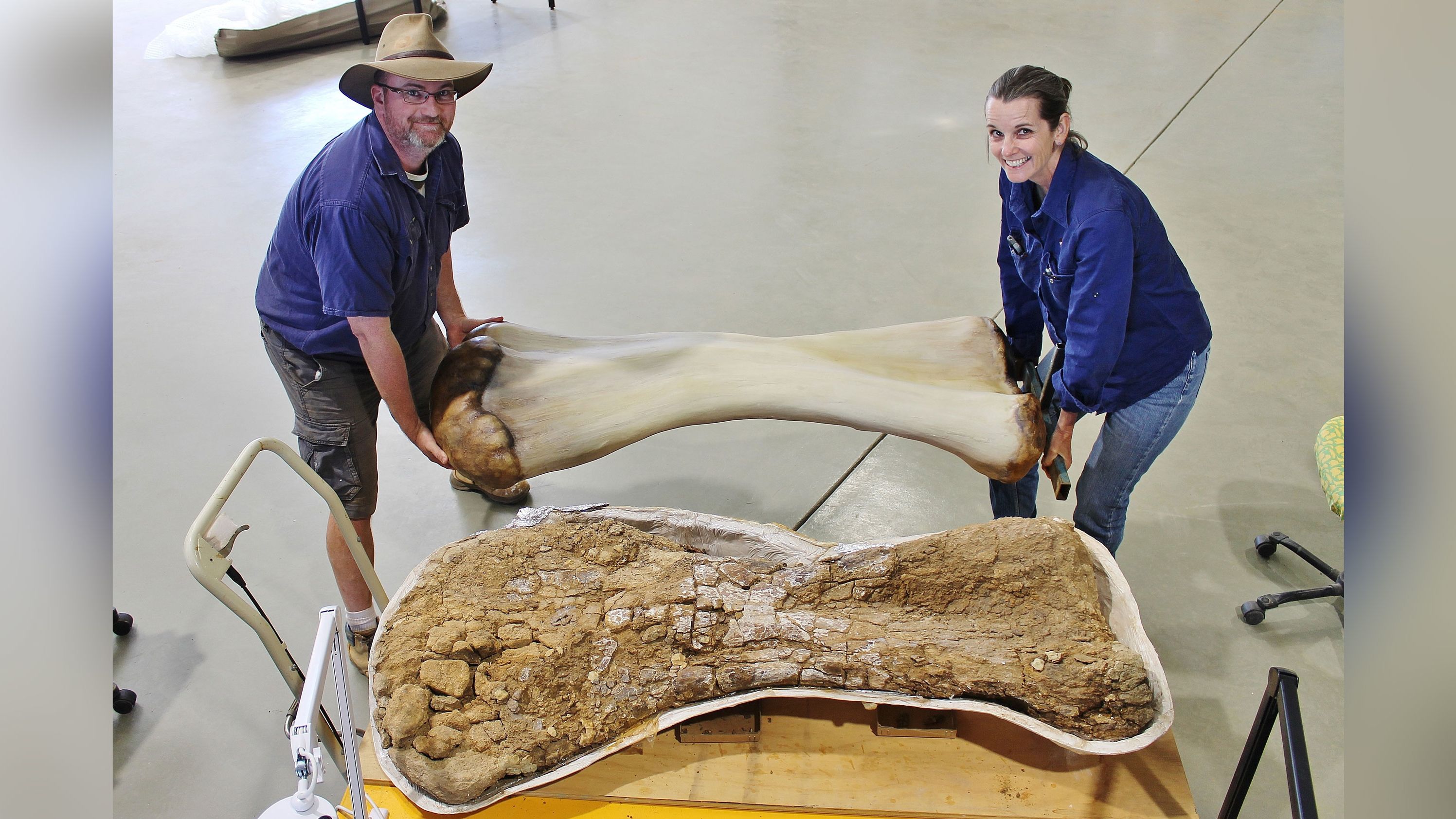Bones of the Australotitan cooperensis, the largest dinosaur found in Australia.
