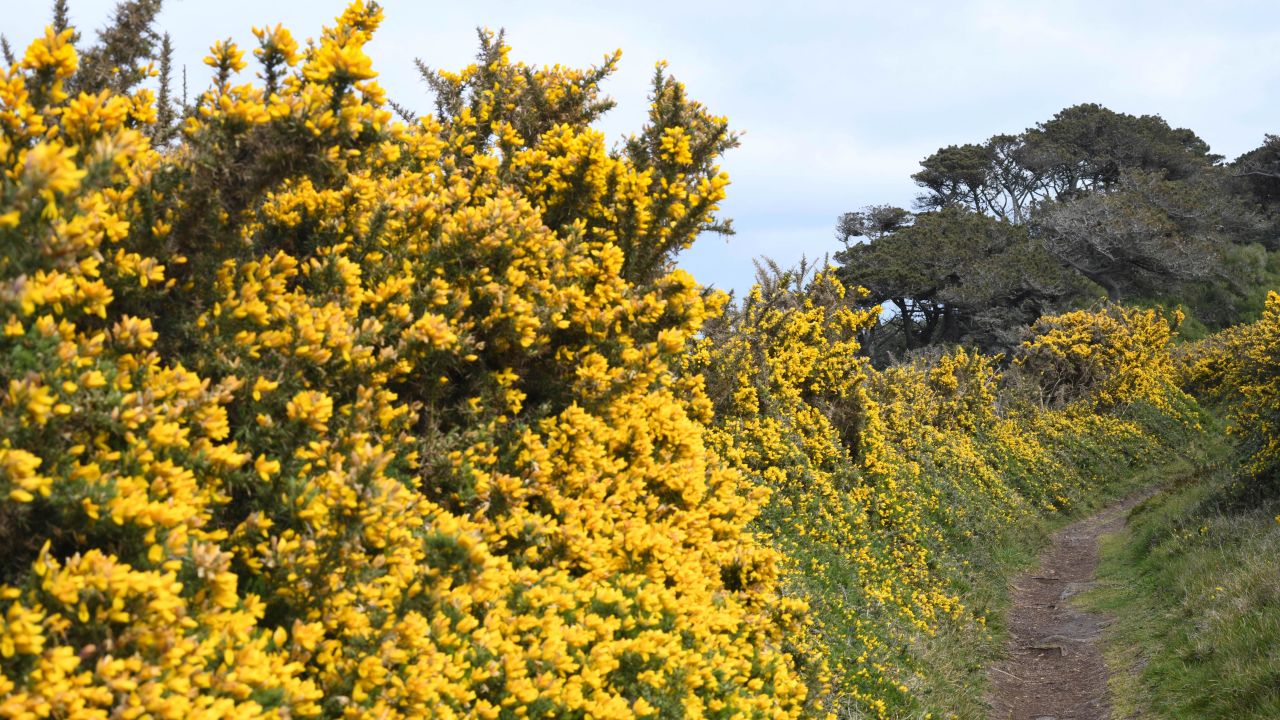 <strong>St. Mary's: </strong>A 10-mile hike skirts the coast of St. Mary's island, taking in beautiful sea views and wildlife including golden gorse bushes.