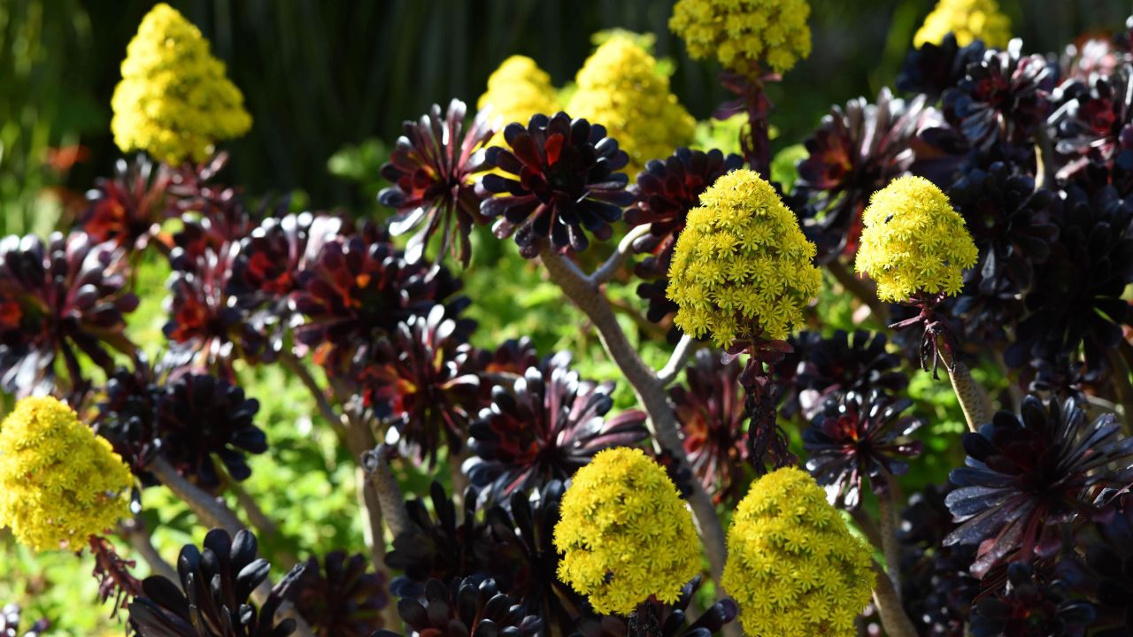 <strong>Aeoniums: </strong>Yellow and purple aeoniums are one of the signs of spring in the Scillies. Locals say summer is such a riot of floral color it's hard to know where to look. 