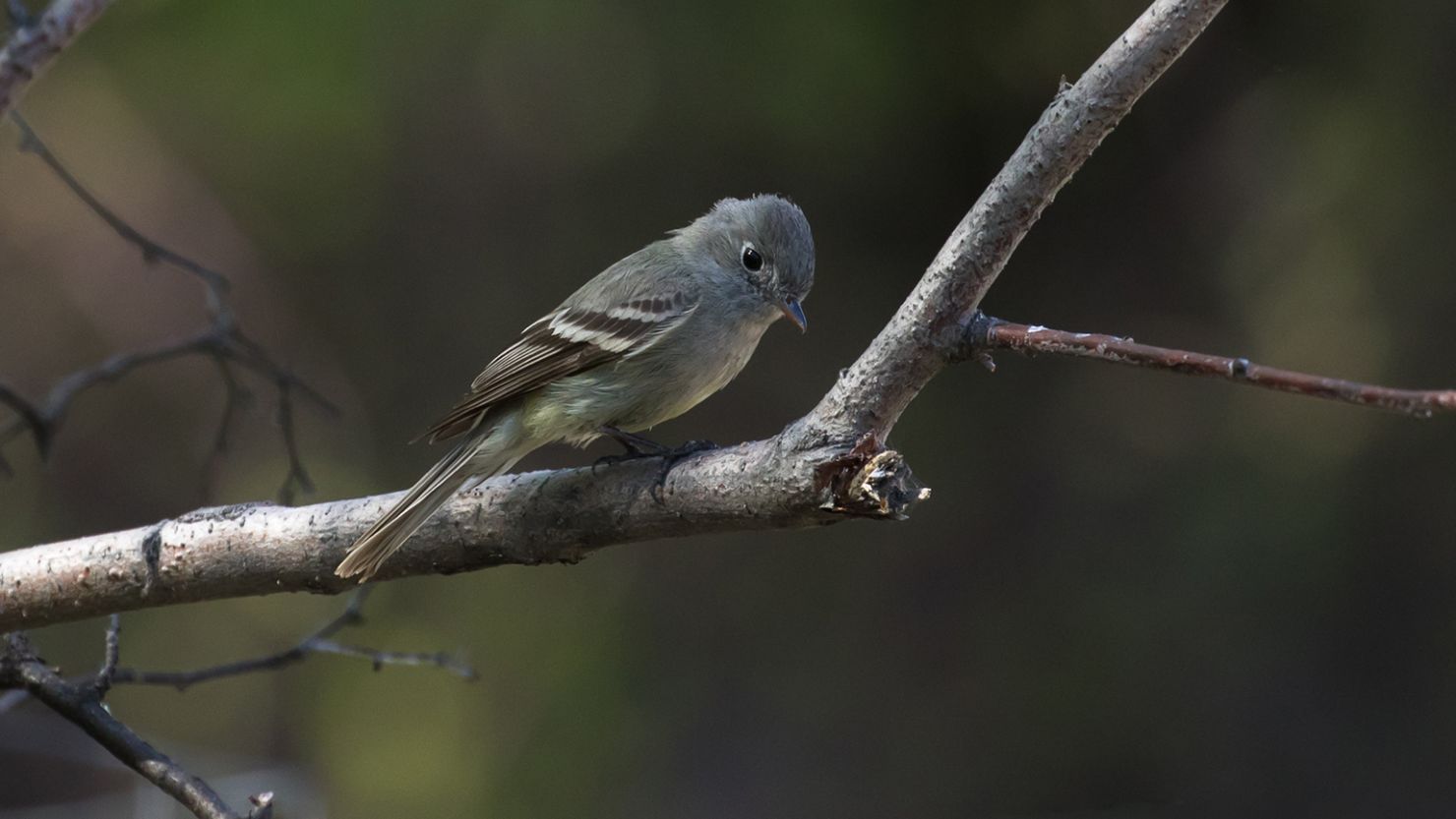 Hammond's flycatcher, which is named after a former US surgeon general who Bird Names for Birds said was racist. 