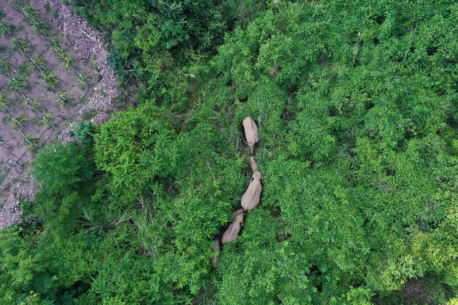 It is unclear why the elephants left the Xishuangbanna National Nature Reserve in in southwestern China. The reserve is near China's border with Laos and Myanmar.
