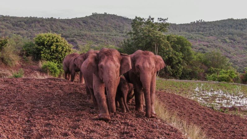 The elephants have traveled more than 500 kilometers (311 miles) and left a trail of destruction in their wake, according to China's state news agency Xinhua.