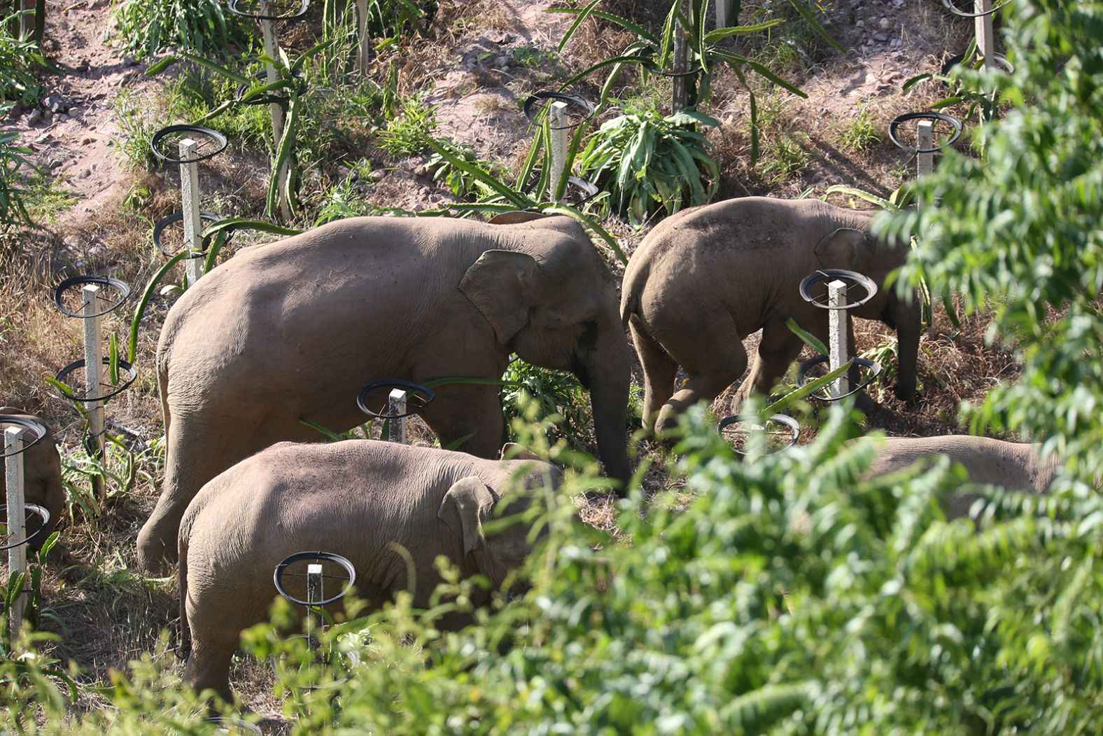 The creatures have caused significant disruption during their trek. Residents were told to stay indoors while pedestrians and vehicles were evacuated in the town of Eshan after the elephants roamed the streets for six hours.
