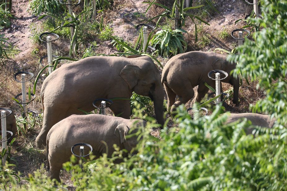 The creatures have caused significant disruption during their trek. Residents were told to stay indoors while pedestrians and vehicles were evacuated in the town of Eshan after the elephants roamed the streets for six hours.