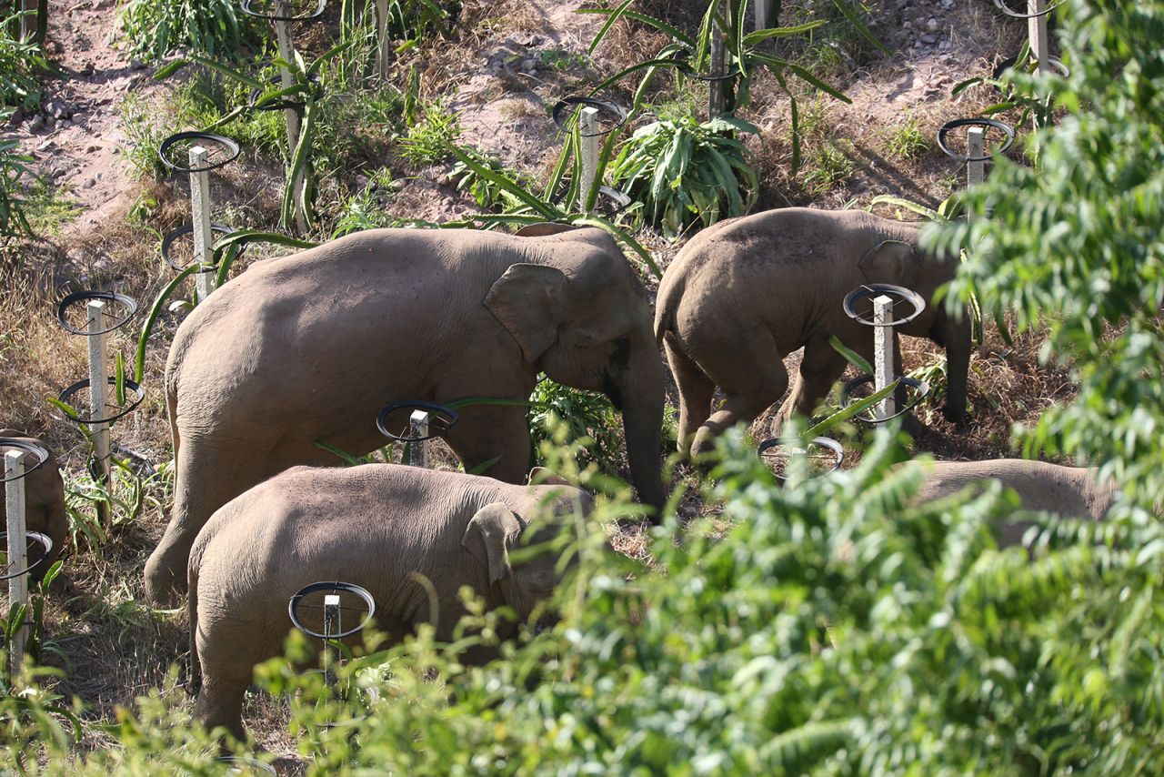 One of China's wandering elephants has finally made it home. But