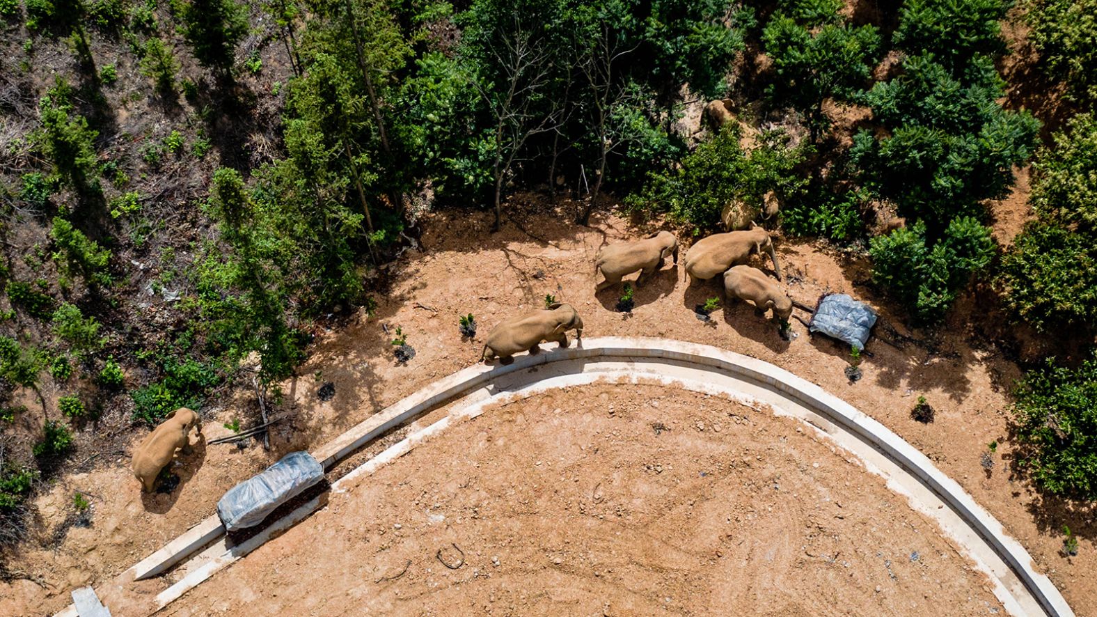 More than 360 people, 76 police cars and dirt trucks and nine drones are part of a task force following the elephants.