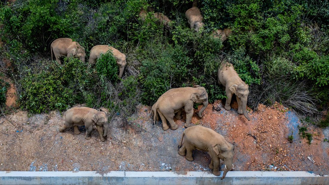 Of the 15 elephants, one male has broken free from the herd and is currently about 4 km to the northeast of the group, according to the on-site command tracking the elephants.