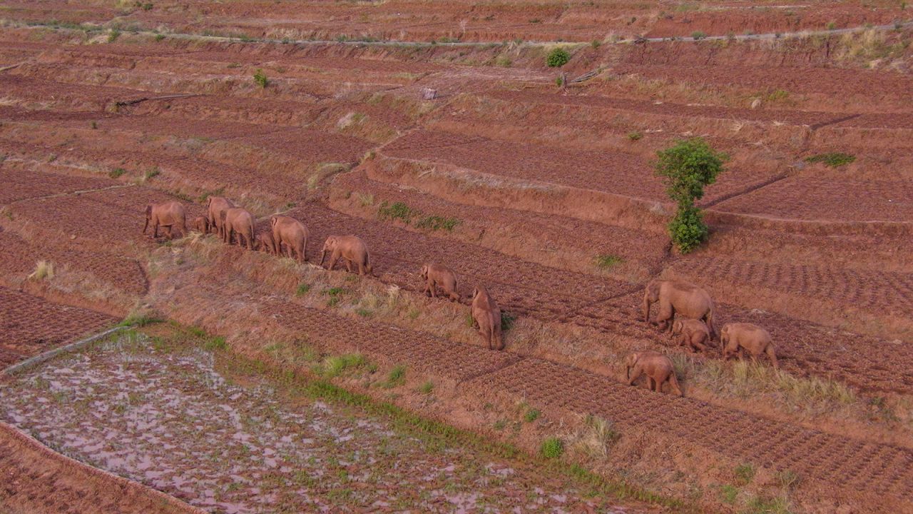 Monitoring images show the herd is comprised of six female adults, three male adults, three sub-adults and three calves.