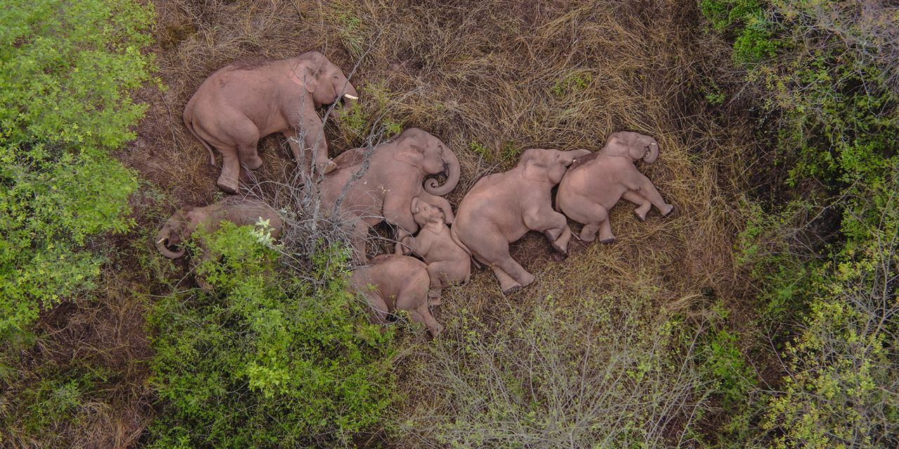The herd began its journey in the southwestern province of Yunnan, traveling from a nature reserve in Xishuangbanna to Yuxi, a city of 2.6 million people.