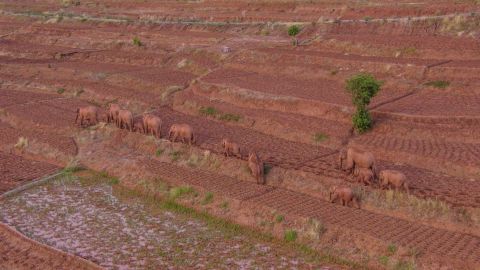 Wild Asian elephants in Jinning District of Kunming, southwest China's Yunnan Province on June 6.