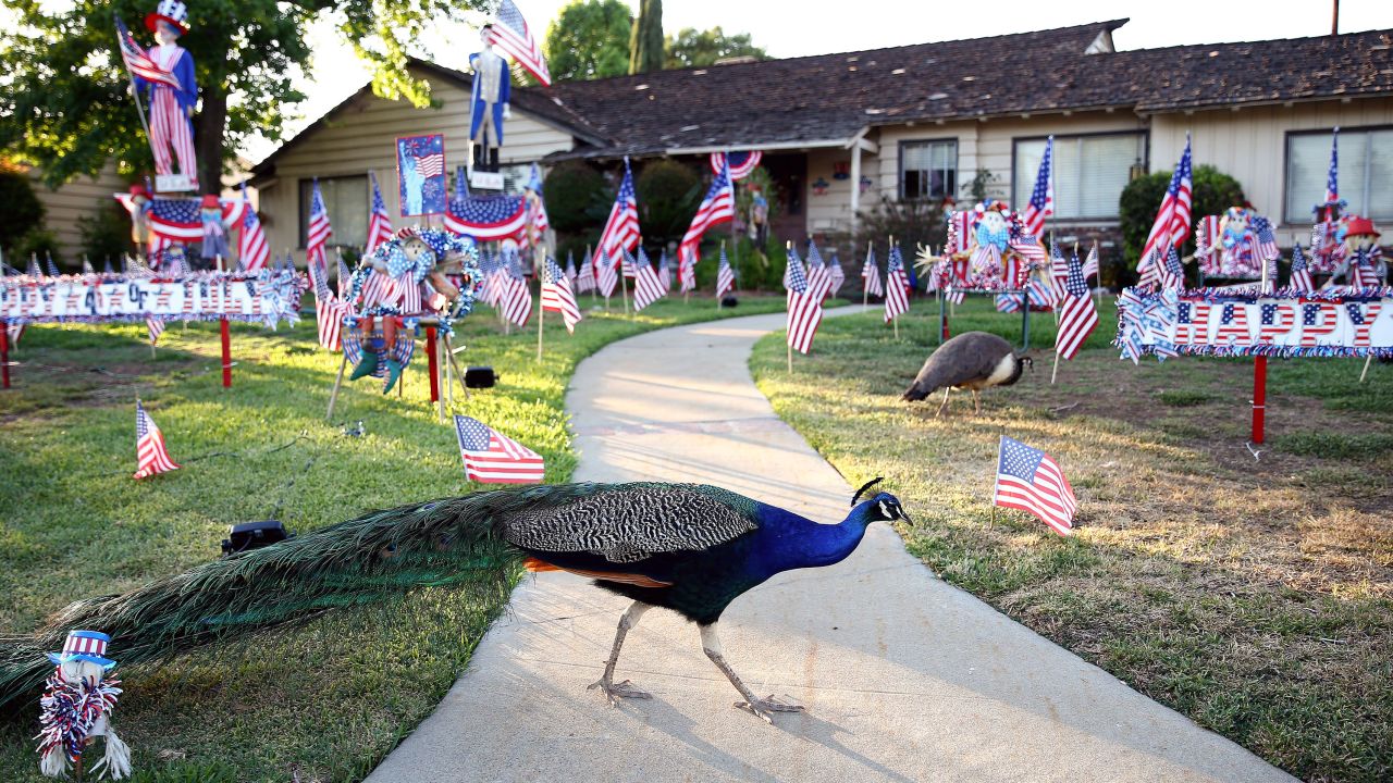 Peacocks walk on a lawn decorated for the 4th of July holiday in Arcadia, California. 