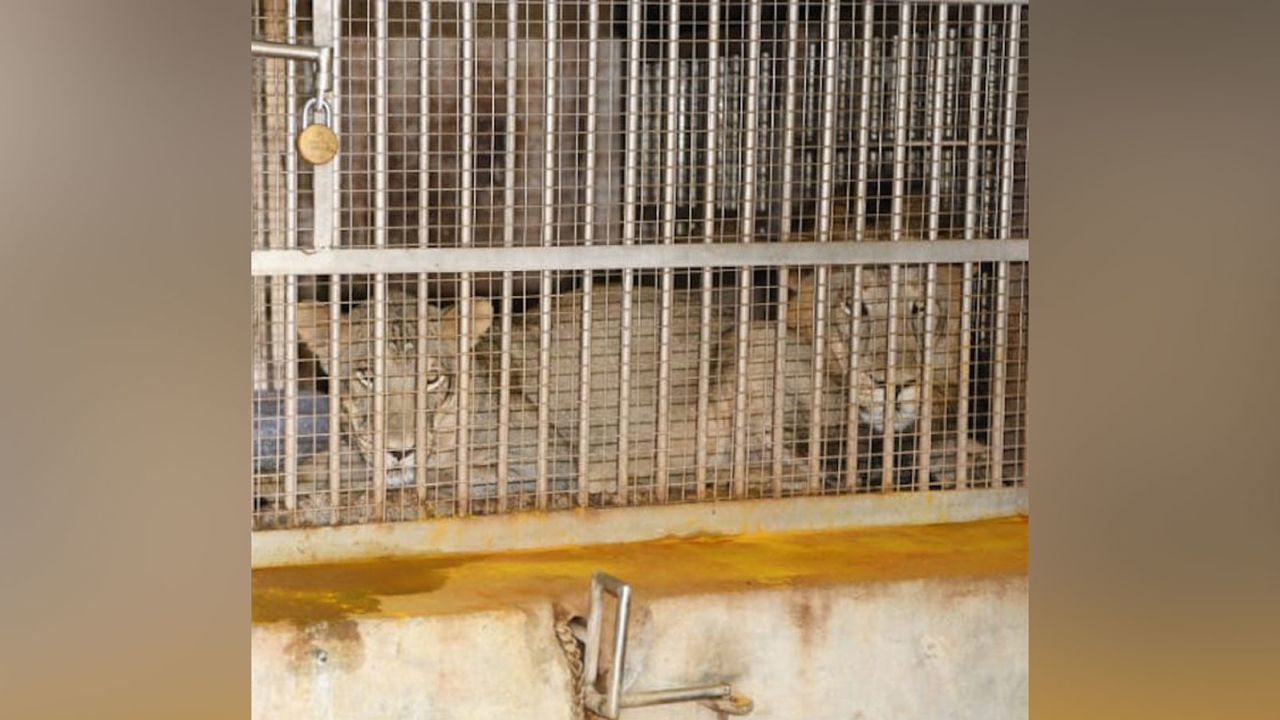 The Arignar Anna Zoological Park has begun the process of quarantining and treating the animals exhibiting Covid-19 symptoms.
