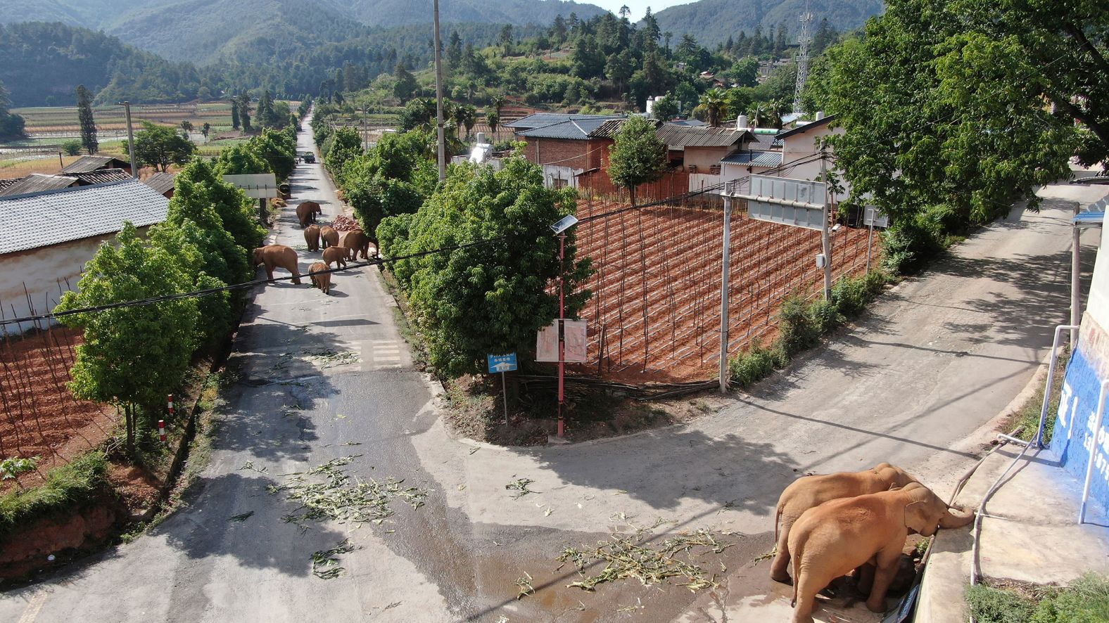 The herd roams through a neighborhood near Shuanghe Township in Yunnan province.