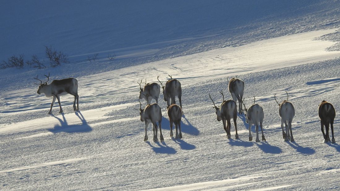 <strong>Wild life: </strong>Reindeers were a regular sight. 