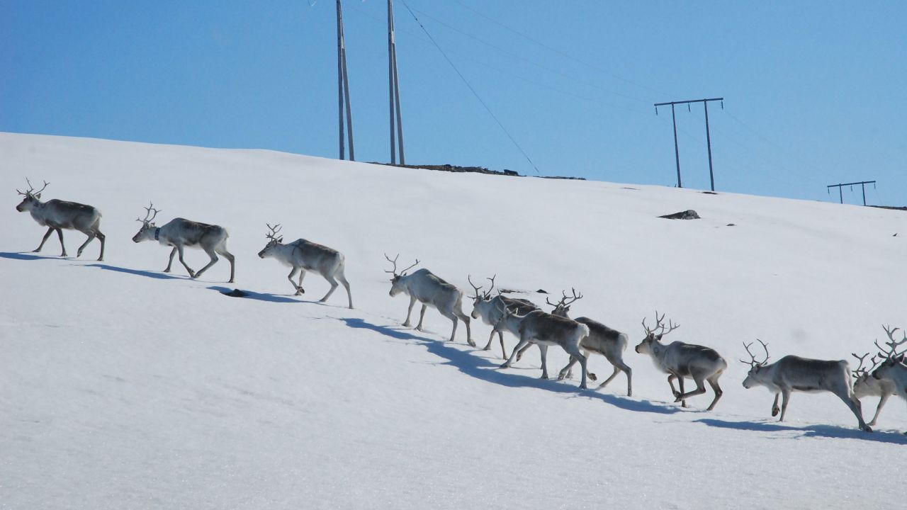 Reindeer were a regular sight.