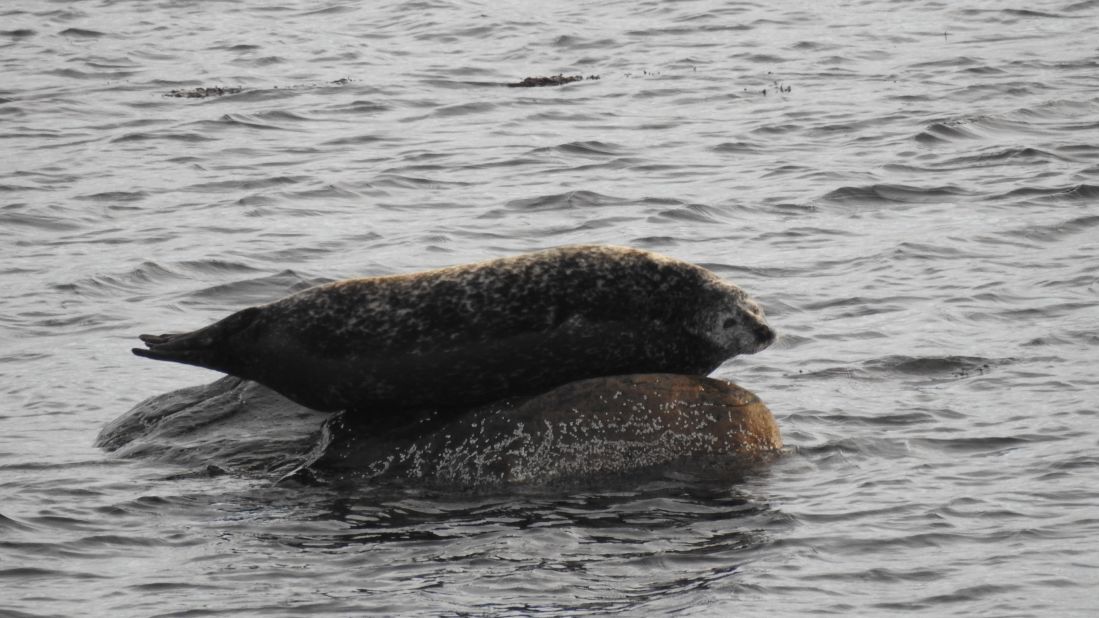 <strong>Winter weight:</strong> Seals were also a common sight in Kongsfjord.