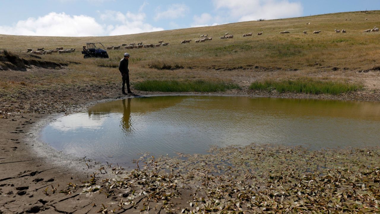 As the drought emergency continues in California, ranchers and farmers are beginning to see their wells and ponds dry up and are having to make modifications to their existing water resources or have water trucked in for their livestock. (Photo by Justin Sullivan/Getty Images)