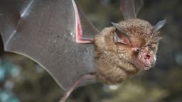 Intermediate Horseshoe Bat (Rhinolophus affinis),that live in caves Is a nocturnal animal Foul and dirty These bats are a collection of many diseases. 