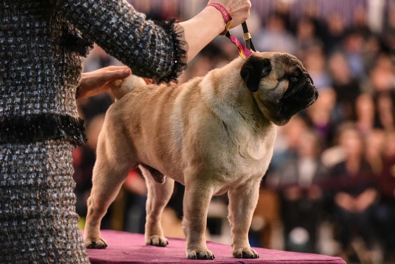 how are dogs judged for best show