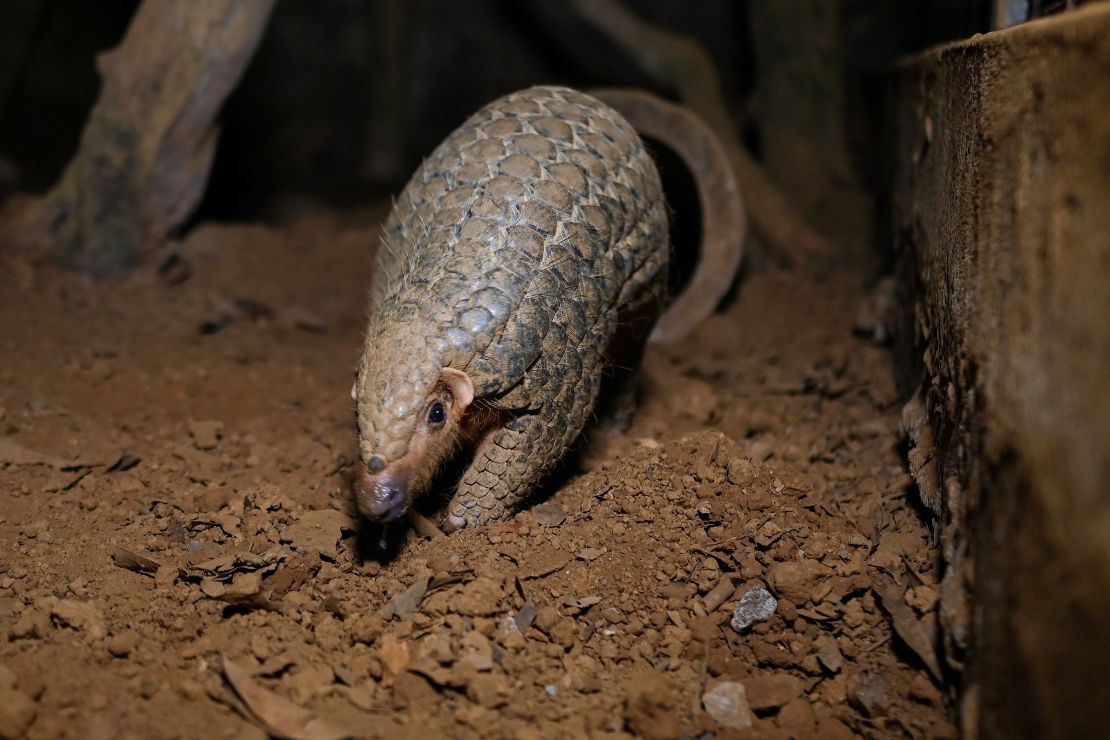 A pangolin emerging from an underground tunnel at a center run by Save Vietnam's Wildlife, on September 14, 2020.
